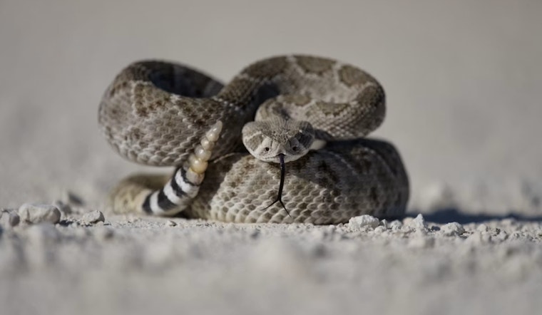 Rattlers Put Salt Lake Hikers On Edge As Bites Nearly Double