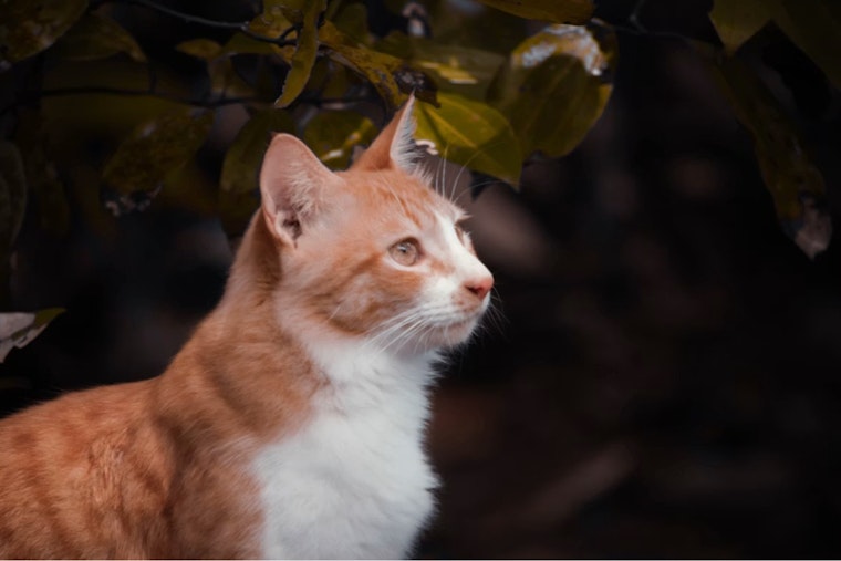 Redford Block Reels After ‘Deplorable’ Cat House Bust