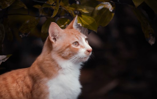 Redford Block Reels After ‘Deplorable’ Cat House Bust