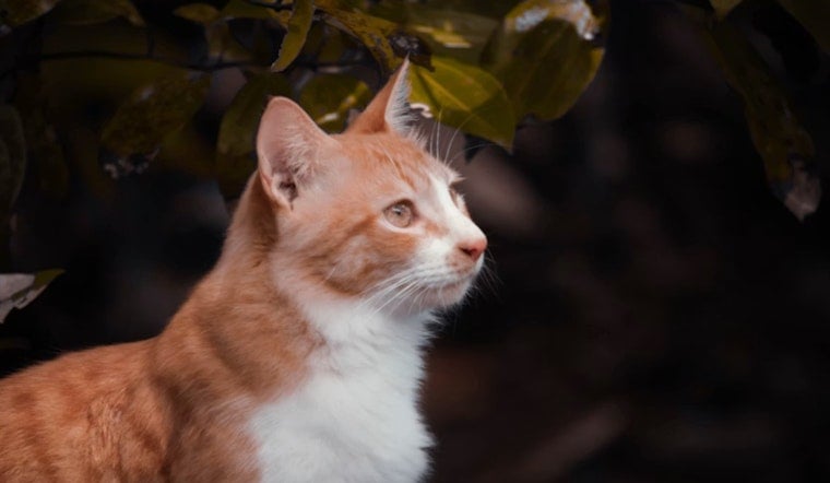 Redford Block Reels After ‘Deplorable’ Cat House Bust