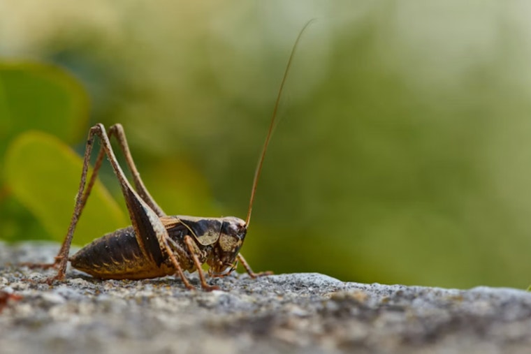 Reeking Mormon Cricket Invasion Turns Highway 140 Into Bug Slick Near Adel