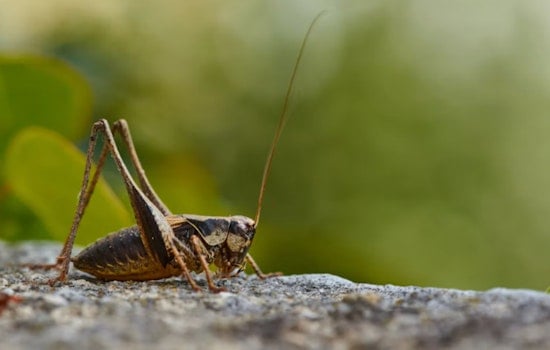 Reeking Mormon Cricket Invasion Turns Highway 140 Into Bug Slick Near Adel