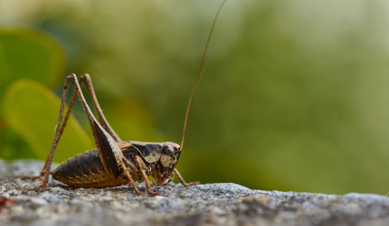 Reeking Mormon Cricket Invasion Turns Highway 140 Into Bug Slick Near Adel