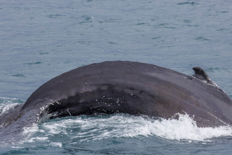 Rhode Island Whale Buffet: Giant White Shark Tears Into 30-Foot Carcass