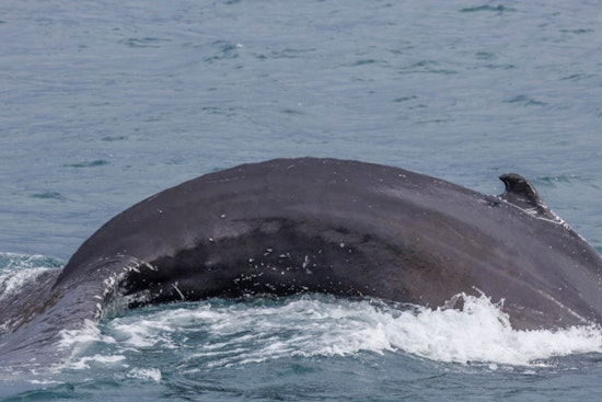 Rhode Island Whale Buffet: Giant White Shark Tears Into 30-Foot Carcass