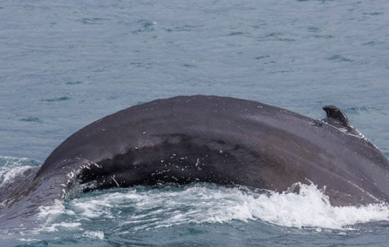 Rhode Island Whale Buffet: Giant White Shark Tears Into 30-Foot Carcass