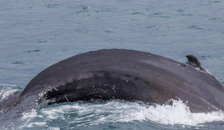 Rhode Island Whale Buffet: Giant White Shark Tears Into 30-Foot Carcass
