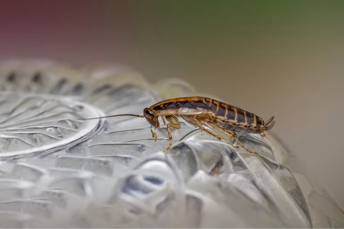 Roaches, Brown Water Rock Plano Dining Scene