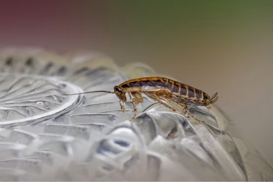 Roaches, Brown Water Rock Plano Dining Scene