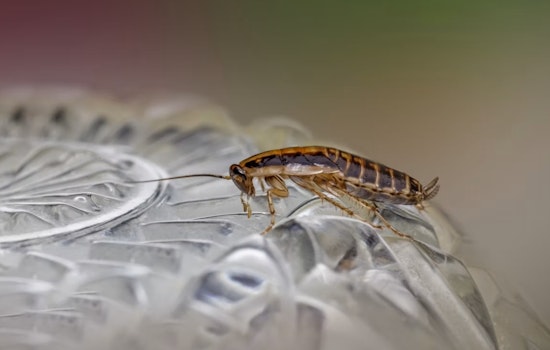 Roaches, Brown Water Rock Plano Dining Scene