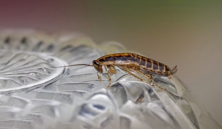 Roaches, Brown Water Rock Plano Dining Scene