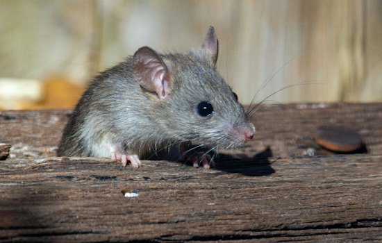 Roaches, Rats and Raw Meat: Inspectors Shut Seven Central Florida Spots