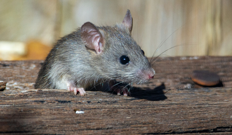 Roaches, Rats and Raw Meat: Inspectors Shut Seven Central Florida Spots