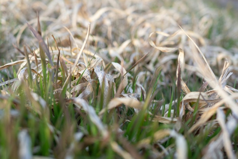 Rocky Mount Puts Lawns On Notice As Mandatory Water Rules Hit