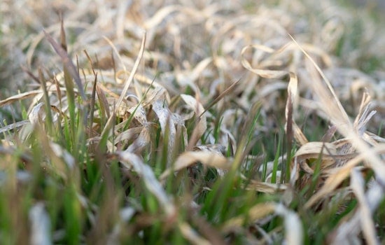 Rocky Mount Puts Lawns On Notice As Mandatory Water Rules Hit