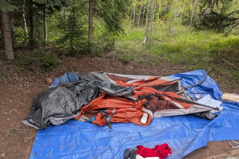 Rogue Bear Rips Tents, Triggers Gore Creek Camping Crackdown Near Vail