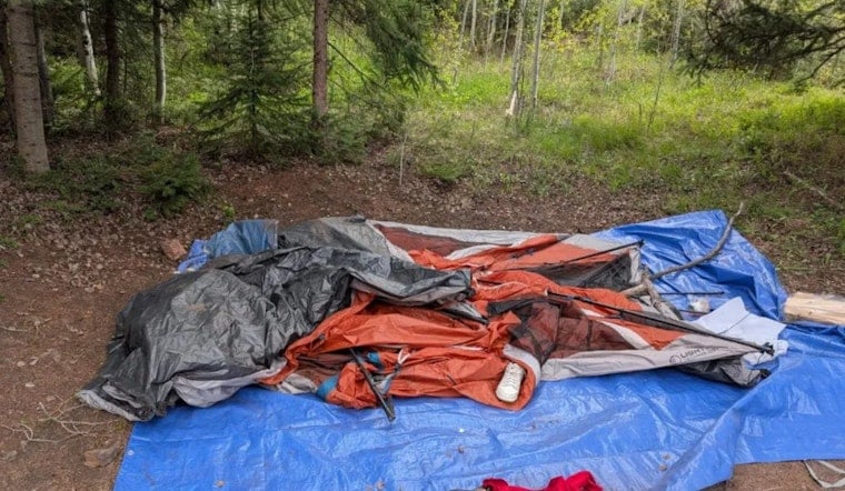 Rogue Bear Rips Tents, Triggers Gore Creek Camping Crackdown Near Vail