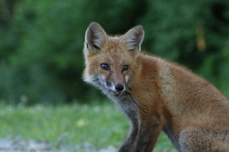 Roland Park Foxes Test Positive For Rabies
