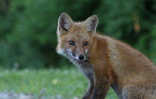 Roland Park Foxes Test Positive For Rabies