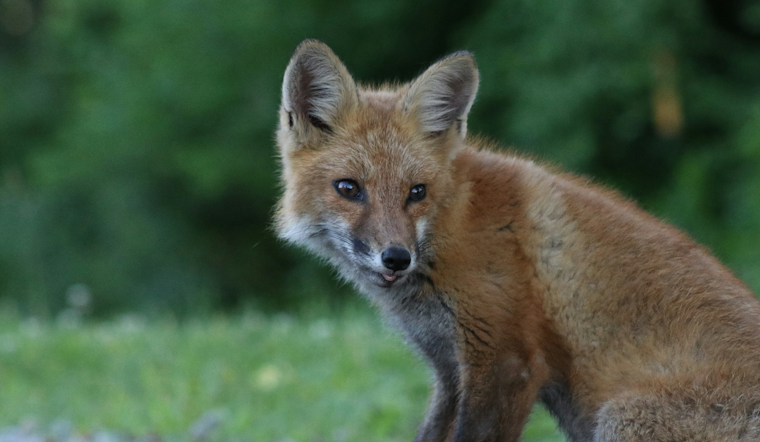 Roland Park Foxes Test Positive For Rabies