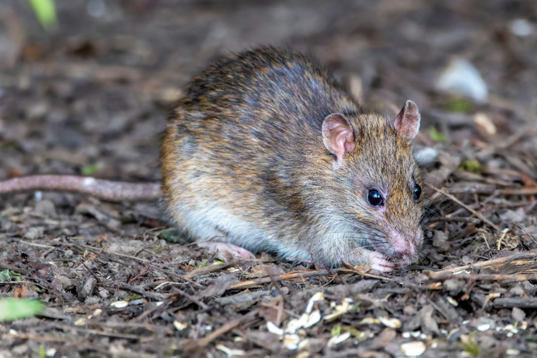 Rostraver Woman Charged After Rats Overrun Neighbors' Yards