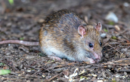 Rostraver Woman Charged After Rats Overrun Neighbors' Yards