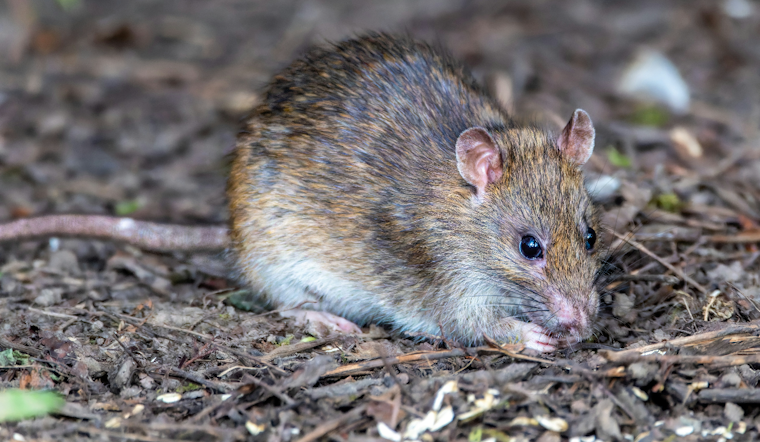 Rostraver Woman Charged After Rats Overrun Neighbors' Yards