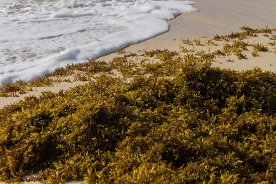 Rotten Reek Returns As Sargassum Swamps Jacksonville Beach
