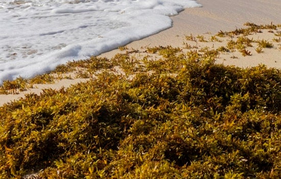 Rotten Reek Returns As Sargassum Swamps Jacksonville Beach