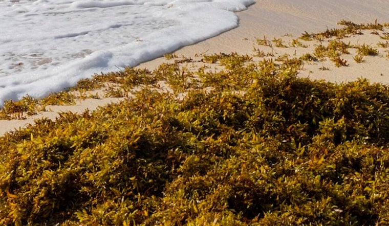Rotten Reek Returns As Sargassum Swamps Jacksonville Beach