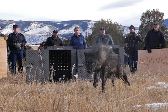 Routt County Wolf Put Down After Bloody Sheep Killing Spree