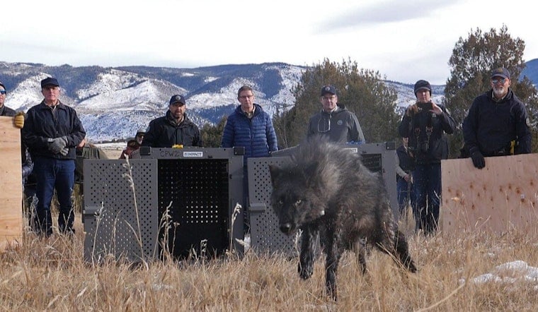 Routt County Wolf Put Down After Bloody Sheep Killing Spree