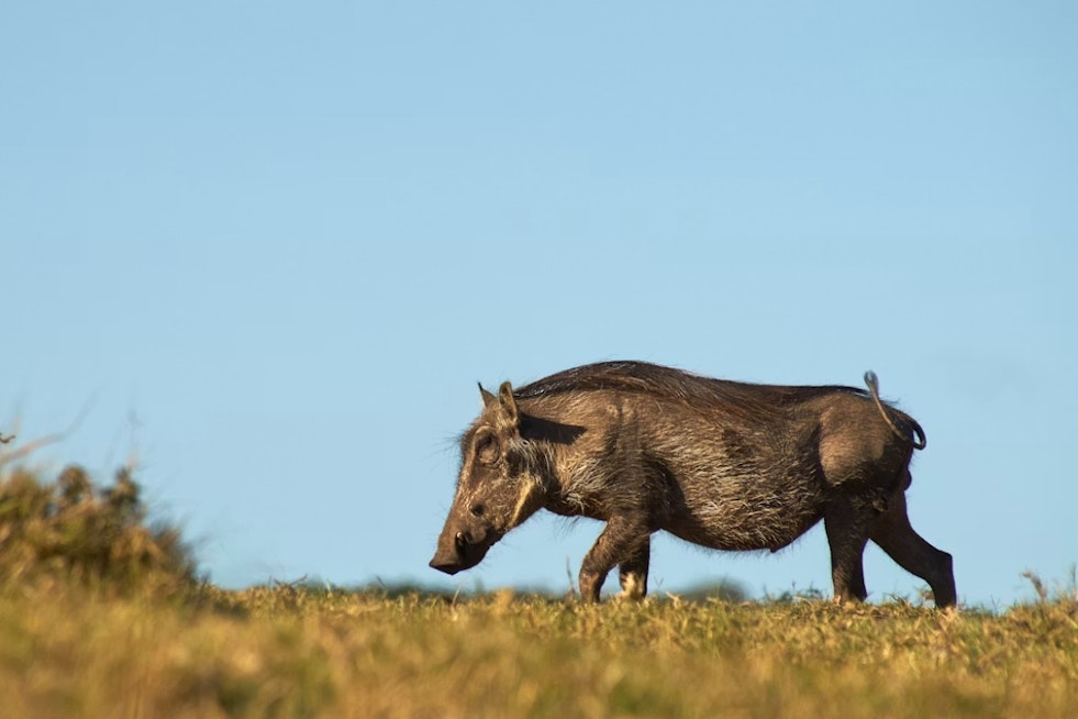 Runaway 150-Pound Hog Puts Franklin Drivers On Edge