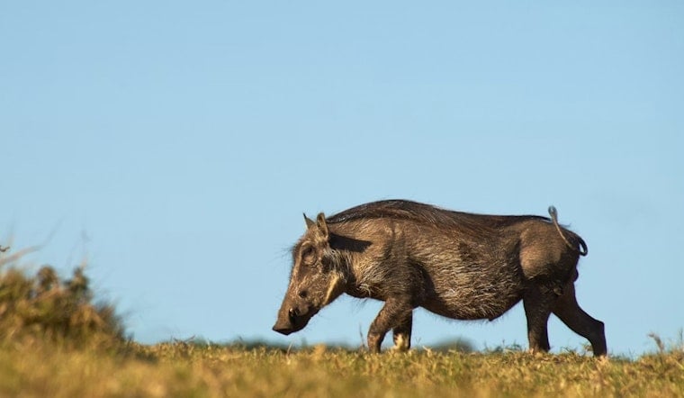 Runaway 150-Pound Hog Puts Franklin Drivers On Edge