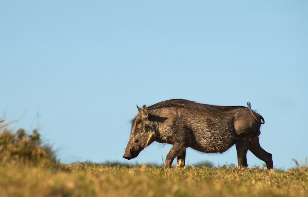 Runaway 150-Pound Hog Puts Franklin Drivers On Edge