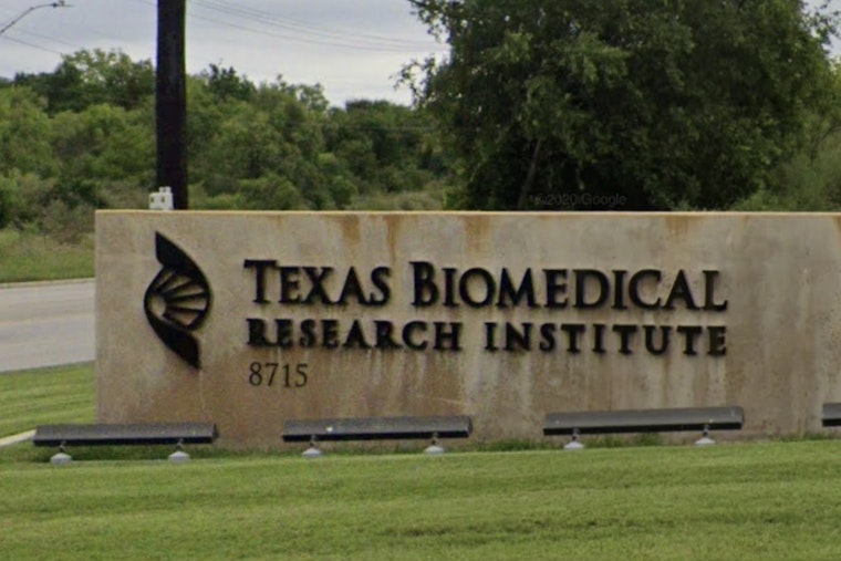 Runaway Baboons Spark Brief Scare At Texas Biomed Campus