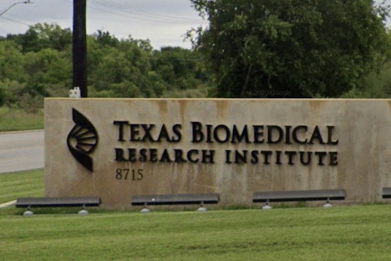 Runaway Baboons Spark Brief Scare At Texas Biomed Campus
