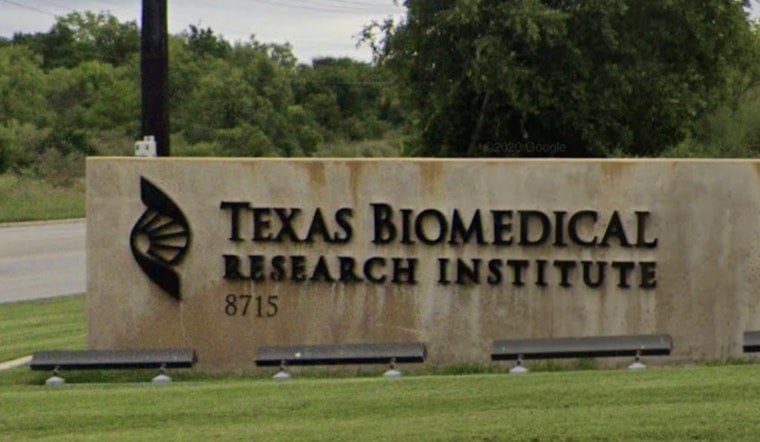 Runaway Baboons Spark Brief Scare At Texas Biomed Campus