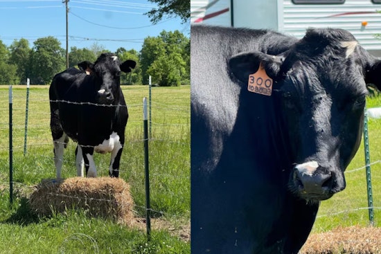 Runaway Cow Has Deputies Playing Cowboy On Webster Road