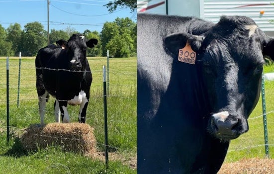 Runaway Cow Has Deputies Playing Cowboy On Webster Road