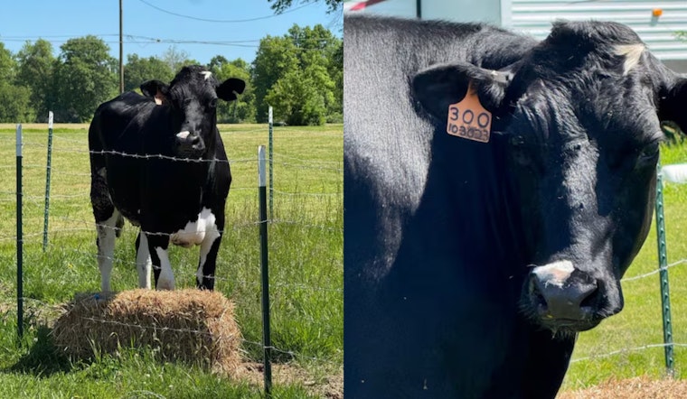 Runaway Cow Has Deputies Playing Cowboy On Webster Road