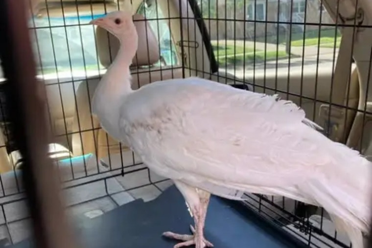 Runaway White Peahen Stirs Up Backyard Drama In Parma Heights