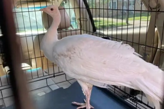 Runaway White Peahen Stirs Up Backyard Drama In Parma Heights