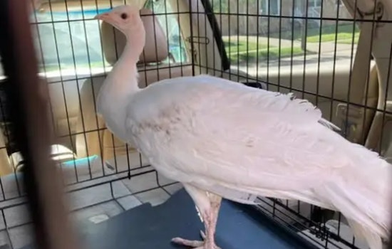 Runaway White Peahen Stirs Up Backyard Drama In Parma Heights