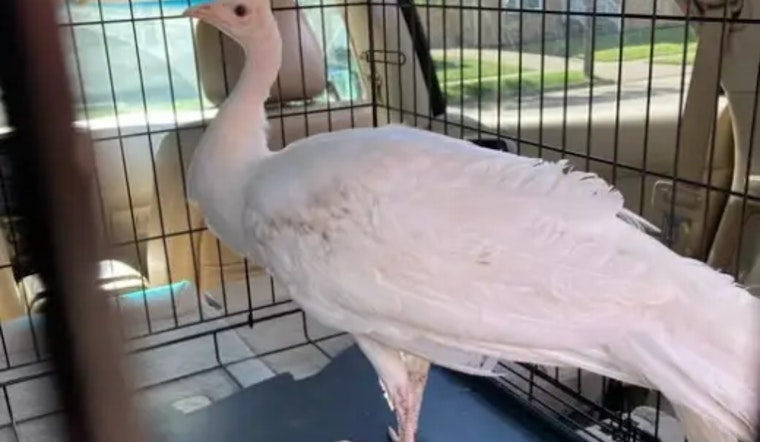Runaway White Peahen Stirs Up Backyard Drama In Parma Heights