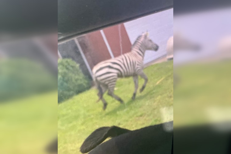 Runaway Zebra That Froze I-24 Still The Talk Of Christiana One Year Later