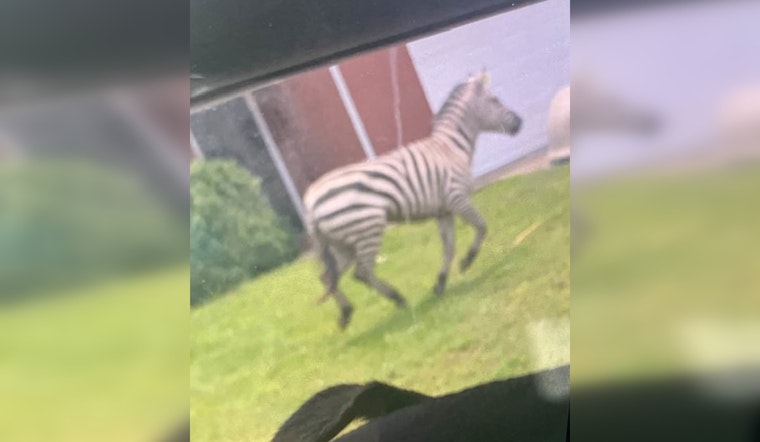Runaway Zebra That Froze I-24 Still The Talk Of Christiana One Year Later
