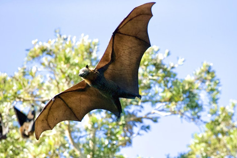 Sacramento Sky Goes Dark As Bat Rush Hour Takes Over