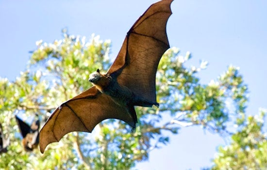 Sacramento Sky Goes Dark As Bat Rush Hour Takes Over