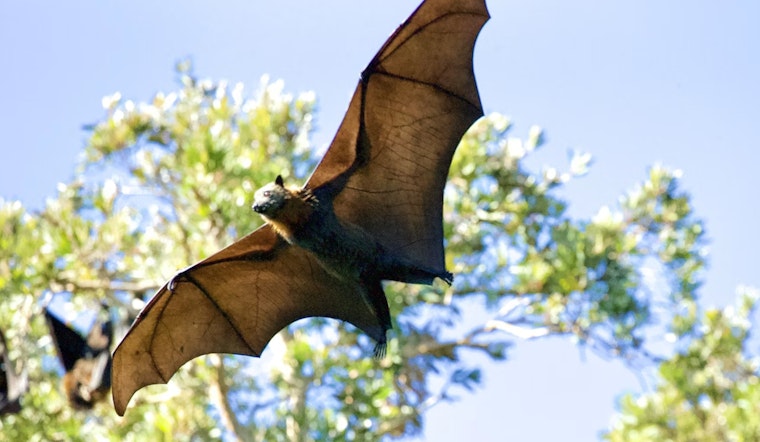 Sacramento Sky Goes Dark As Bat Rush Hour Takes Over